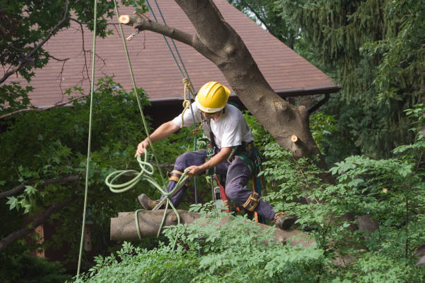 How Our Tree Care Process Works  in  Salem, MA