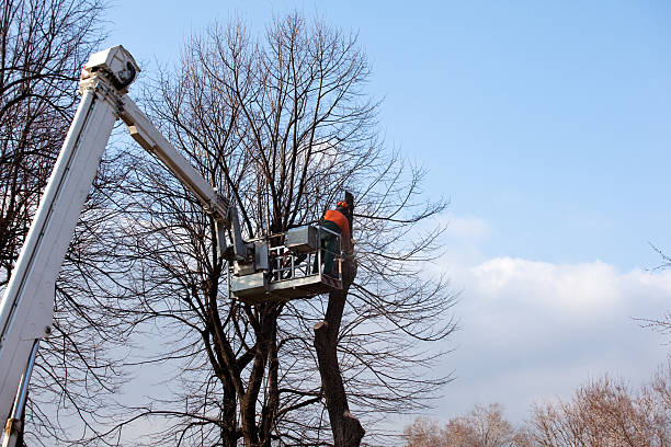 Salem, MA Tree Removal Services Company